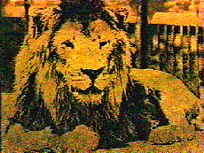 image/The lion