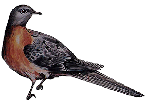 image/Passenger Pigeon