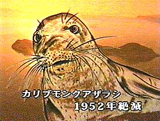 image/illustration of seal