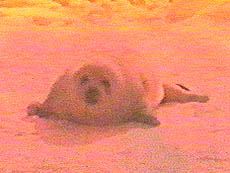 image/baby of seal