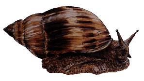 image/Polynesian Tree Snail